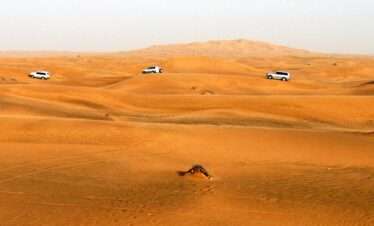 Wüstensafari